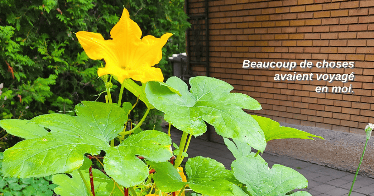 Grande fleur jaune dans le jardin de Louise, entourée de feuillage vert.