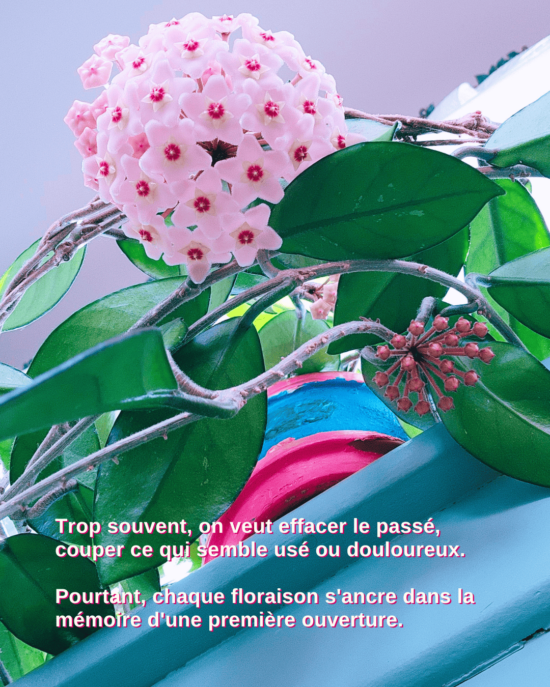Fleurir dans l'obscurité - une métaphore de l'amour de soi