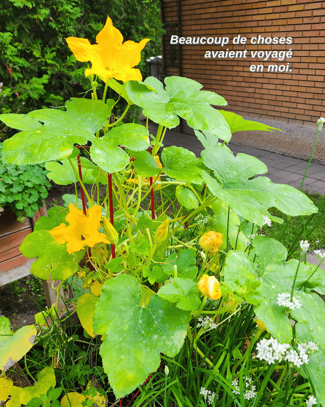 Grande fleur jaune dans le jardin de Louise, entourée de feuillage vert.